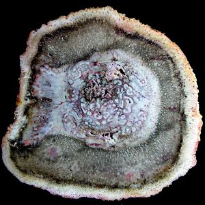 Tietea singularis_Brazylia_83